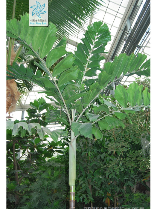 木櫚 木櫚