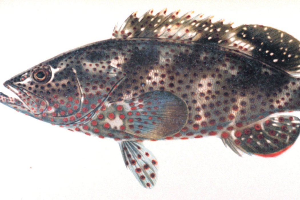 花石斑魚 花石斑魚