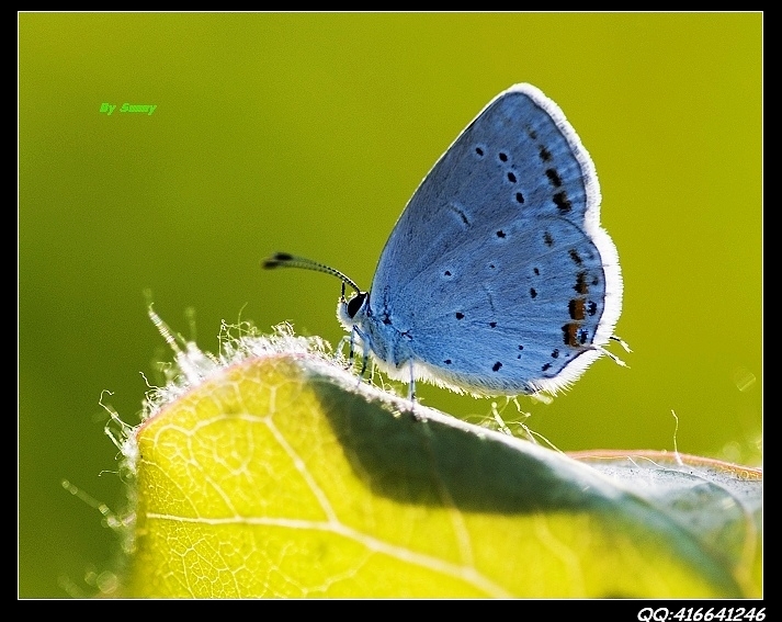 藍灰蝶