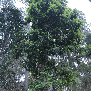 Magnolia iltisiana