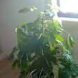 八角金盤(八角金盤屬植物)