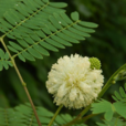 銀合歡(豆科植物)