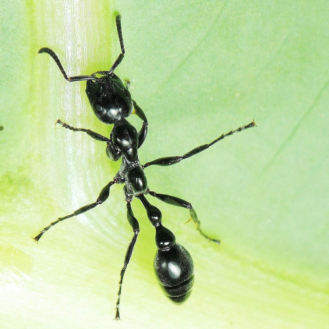 黑細長蟻