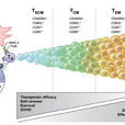 Tcm(Central memory T cell)中央記憶型T細胞