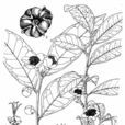 五柱茶 五柱茶