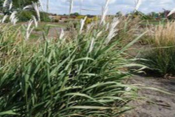 Miscanthus sacchariflorus Miscanthus sacchariflorus