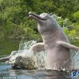 侏型白海豚屬