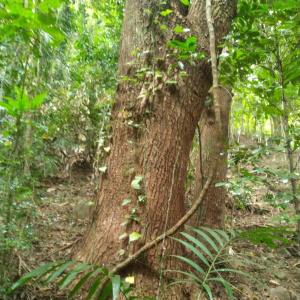 Toona ciliata Toona ciliata