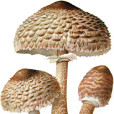 高大環柄菇 高大環柄菇