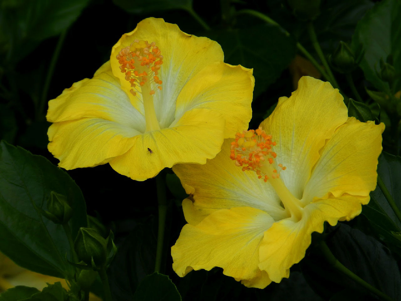 黃色扶桑花