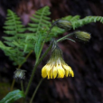 垂頭菊 垂頭菊