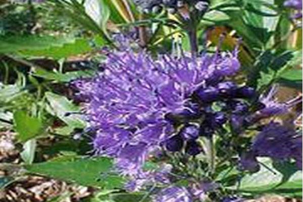Caryopteris × clandonensis \x27Heavenly Blue\x27 Caryopteris × clandonensis \x27Heavenly Blue\x27