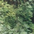 貢山三尖杉