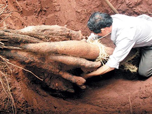 桂淮10號 桂淮10號