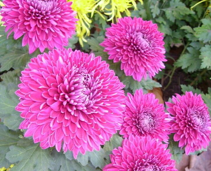 菊花紫 菊花紫