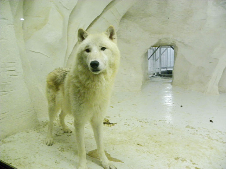 青島極地海洋世界內北極狼