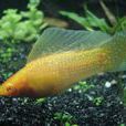 瑪麗魚