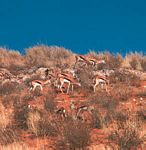 南非喀拉哈里大羚羊國家公園裡的跳羚