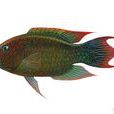 三葉唇魚 三葉唇魚
