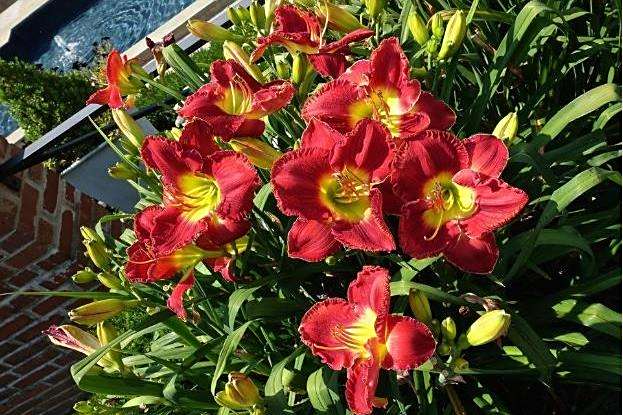 Hemerocallis \x27Evermore Greatful\x27