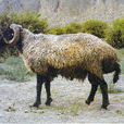 新疆羔皮羊