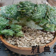 雅典娜(薔薇屬月季栽培品種) 雅典娜(薔薇屬月季栽培品種)