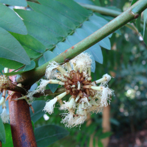 Cojoba sophorocarpa
