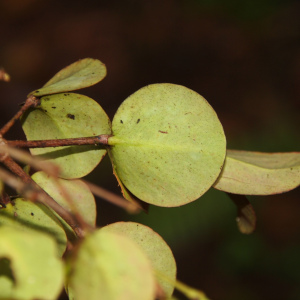 Macrosolen bidoupensis