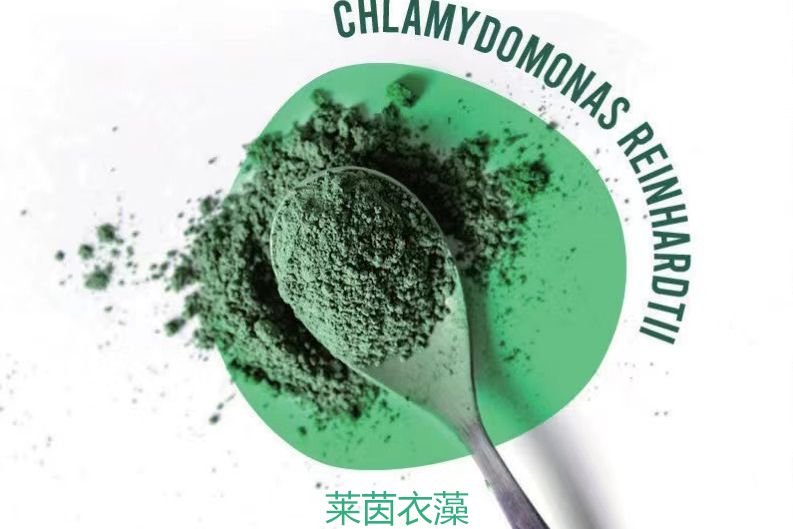 萊茵衣藻 萊茵衣藻