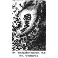聚集座囊菌 聚集座囊菌