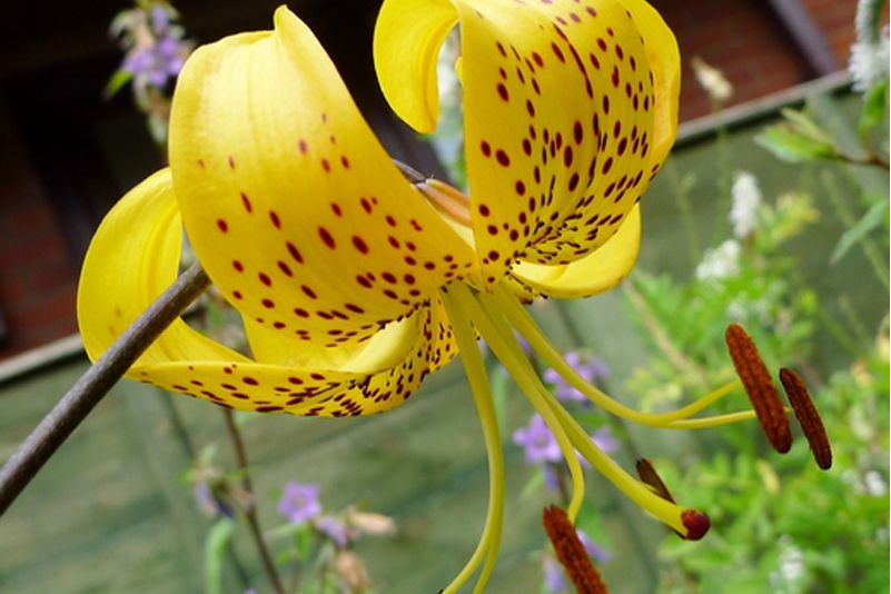 Lilium \x27Enchantment\x27