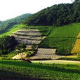 天河坪村 天河坪村