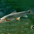 厚唇裸重唇魚 厚唇裸重唇魚