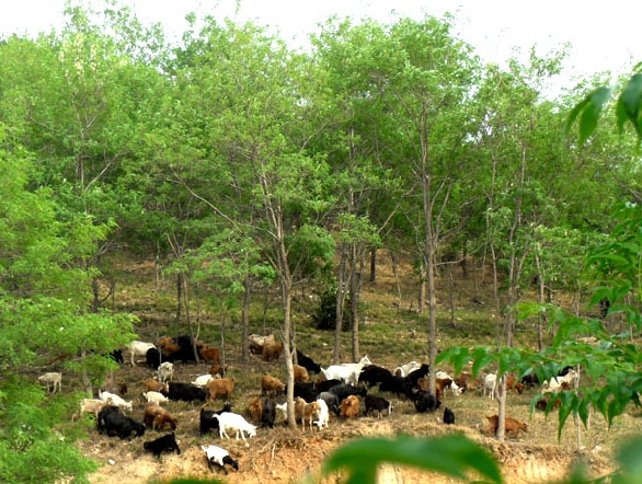 畜牧業生態養殖技術