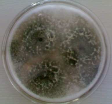 木黴菌圖片