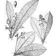 墨脫楠 墨脫楠