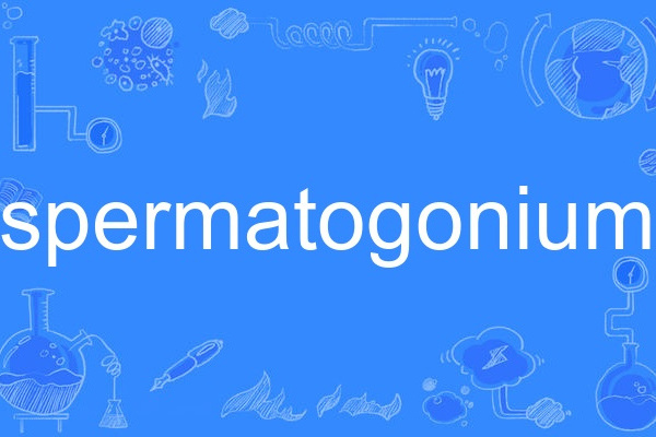 spermatogonium spermatogonium
