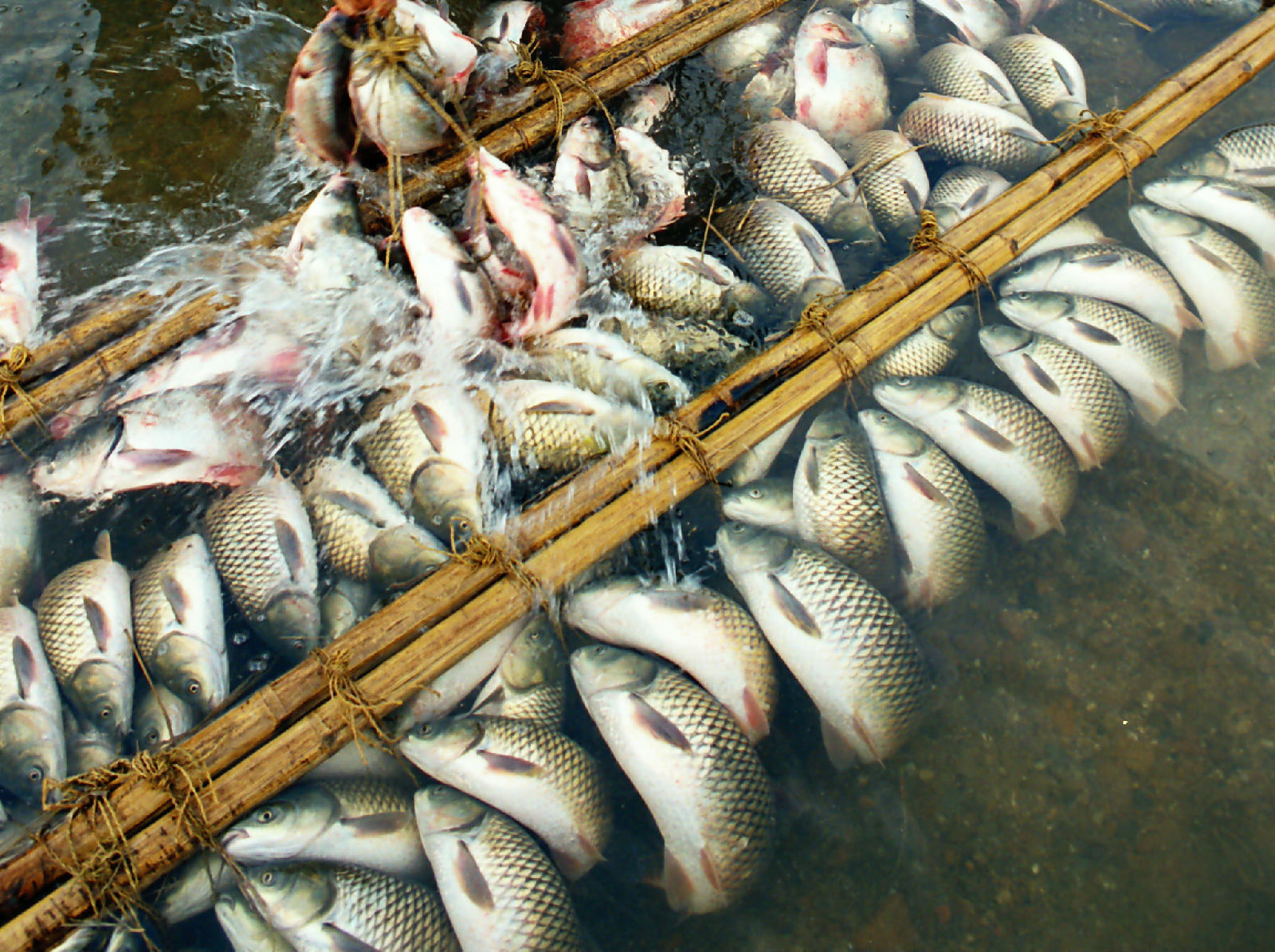建甌弓魚保鮮傳統技藝