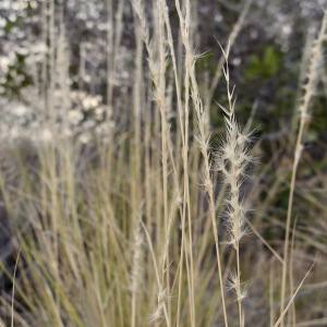Pappophorum philippianum