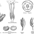 蕨類古裸子植物