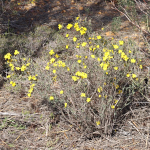 Hibbertia stenophylla