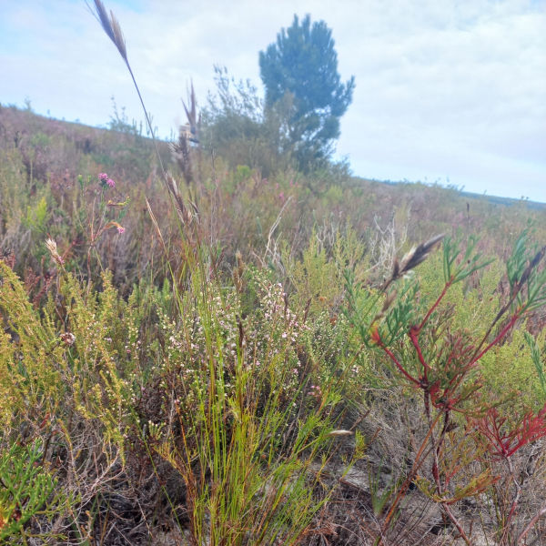 Thamnochortus pellucidus