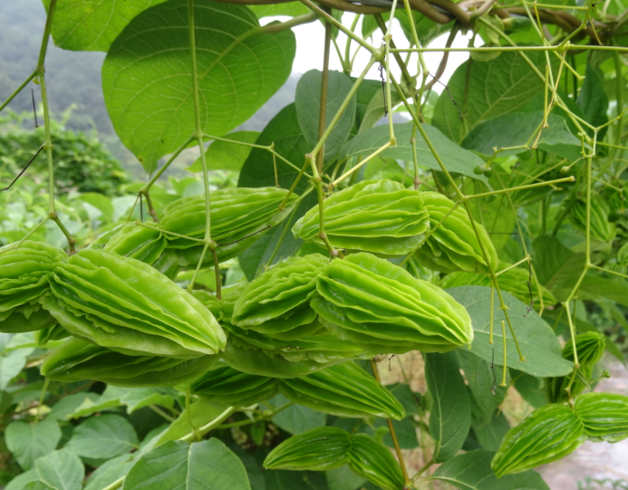 2014年時黎明鄉種植的小苦瓜