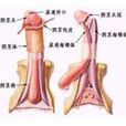 龜頭 龜頭