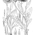 重冠紫菀 重冠紫菀