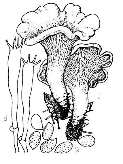 疣孢雞油菌