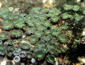 棕綠紐扣珊瑚