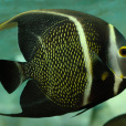 黃斑刺蓋魚 黃斑刺蓋魚