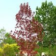 紅楊樹(植物名)
