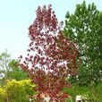 紅楊樹(植物名) 紅楊樹(植物名)